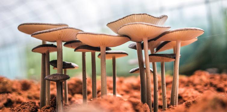 champignons de forêt en forme de ville