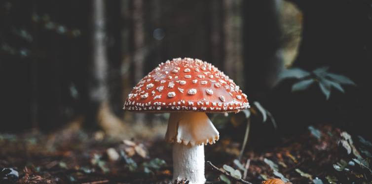 célèbre champignon rouge en forêt prêt à cueillir